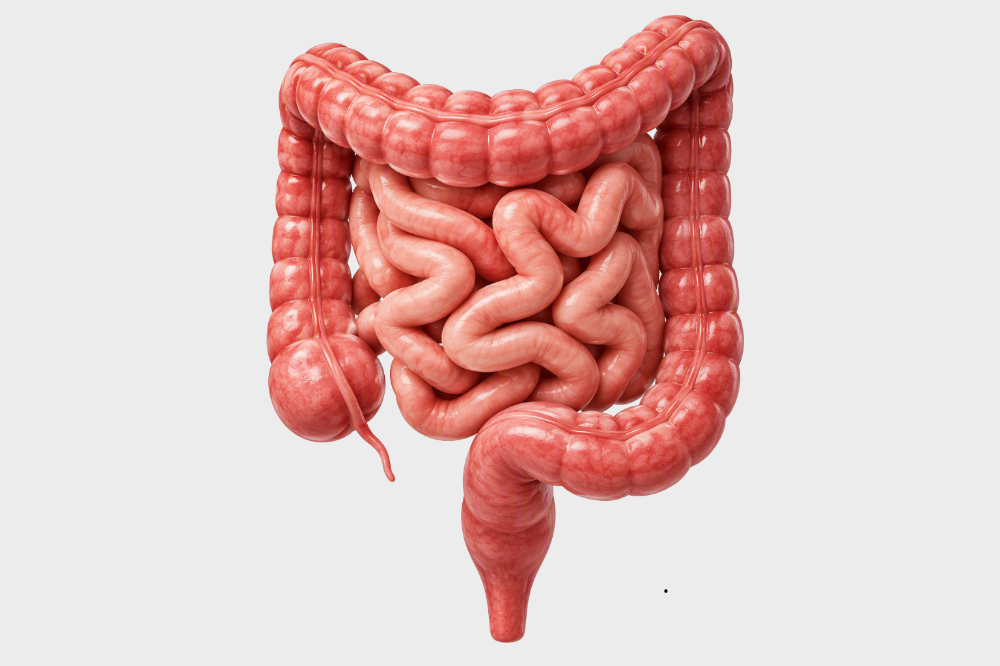 Como saber se tem algo errado com o intestino?
